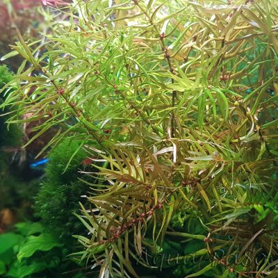 Didiplis diandra, Amerikanische Wasserhecke, Amerikanische Bachburgel