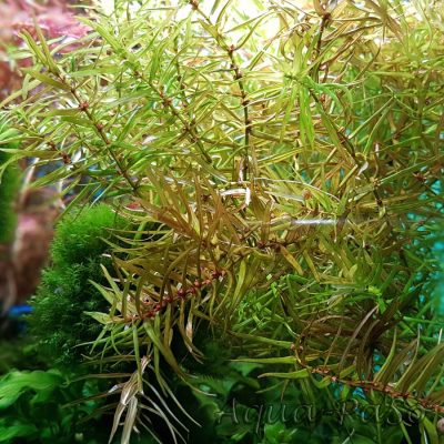 Didiplis diandra, Amerikanische Wasserhecke, Amerikanische Bachburgel