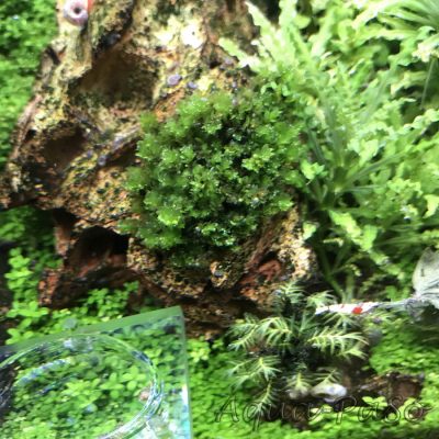 Distichophyllum sp. Rare-Moos Hookeriaceae sp.