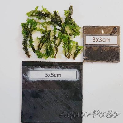 Distichophyllum sp. Rare-Moos Hookeriaceae sp.