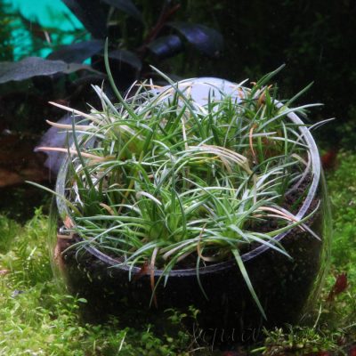 Eriocaulon sp Sulawesi