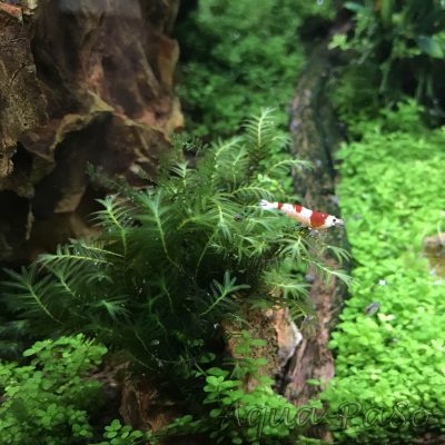 Fissidens nobilis Spaltzahnmoosgewächse