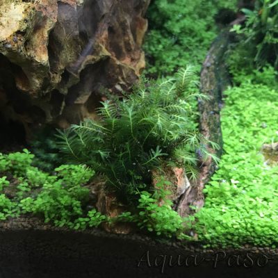 Fissidens nobilis Spaltzahnmoosgewächse