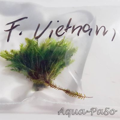 Fissidens Vietnam