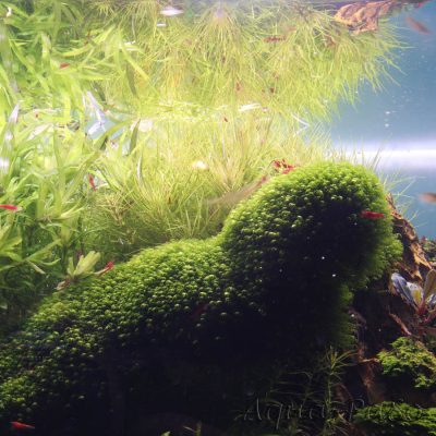 Fissidens fonatnus, Phoenix Moss, Phönix Moos, Quell-Gabelzahn