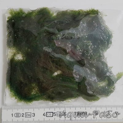 Fissidens fonatnus, Phoenix Moss, Phönix Moos, Quell-Gabelzahn