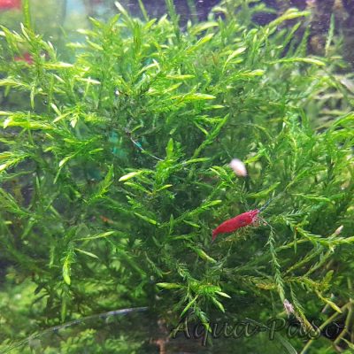 Fontinalis sp Nord Thailand