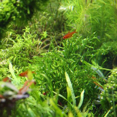 Fontinalis sp Nord Thailand