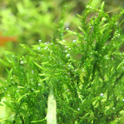 Fontinalis sp Nord Thailand