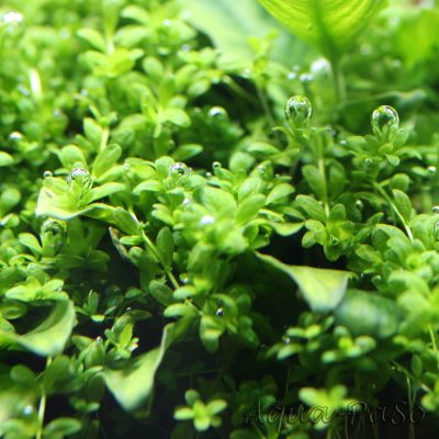 Hemianthus callitrichoides