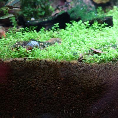 Hemianthus callitrichoides