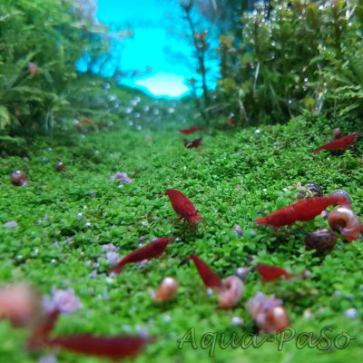 Hemianthus callitrichoides