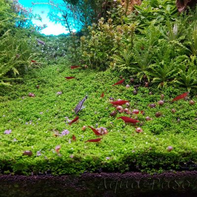 Hemianthus callitrichoides