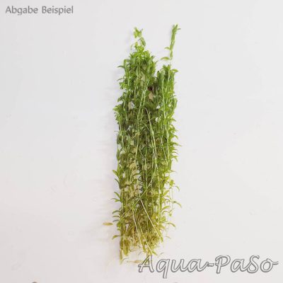 Hemianthus glomeratus, Quirlblättriges Perlenkraut, Amerikanisches Perlkraut, Zierliches Perlenkraut