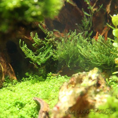 Jungermannia Truncata "Jade Lotos"