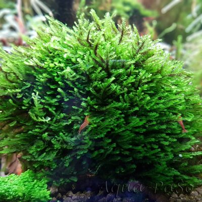 Jungermannia Truncata "Jade Lotos"