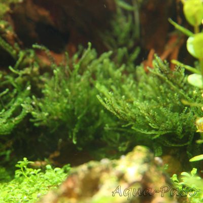 Jungermannia Truncata "Jade Lotos"