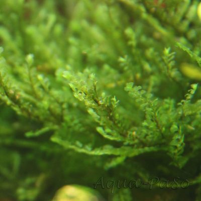 Jungermannia Truncata "Jade Lotos"