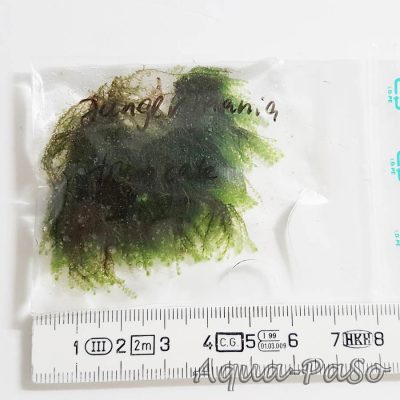 Jungermannia Truncata "Jade Lotos"
