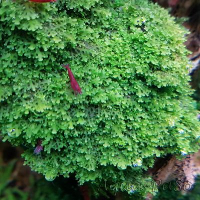 Korallenmoos Riccardia sp. "graeffei"