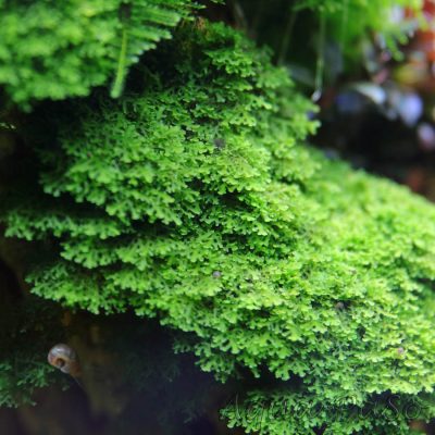 Korallenmoos Riccardia sp. "graeffei"