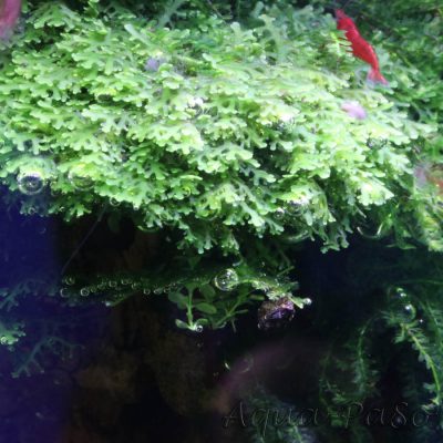 Korallenmoos Riccardia sp. "graeffei"