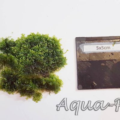 Riccardia sp. "graeffei" Korallenmoos