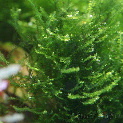 Mini Pearl Moos Mini Pearl Moss