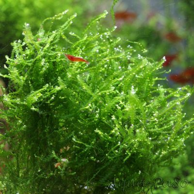 Mini Pearl Moos Mini Pearl Moss