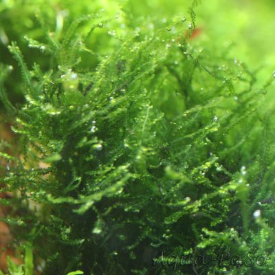 Mini Pearl Moos Mini Pearl Moss