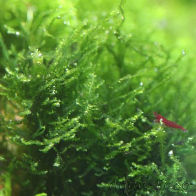 Mini Pearl Moos Mini Pearl Moss