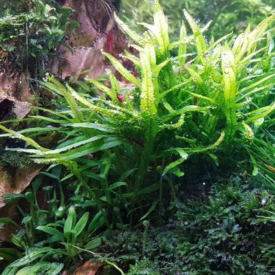 Mircosorum Mini Coral