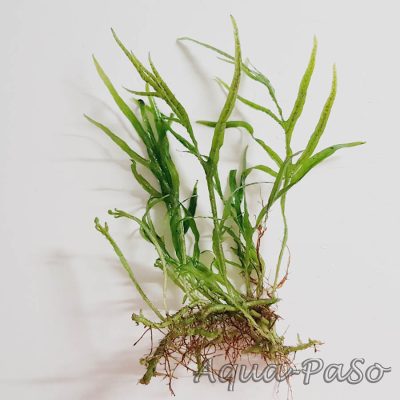 Mircosorum Mini Coral