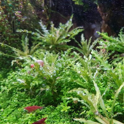 Pogostemon helferi, Daonoi, Downoi, Kleiner Wasserstern