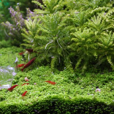 Pogostemon helferi, Daonoi, Downoi, Kleiner Wasserstern