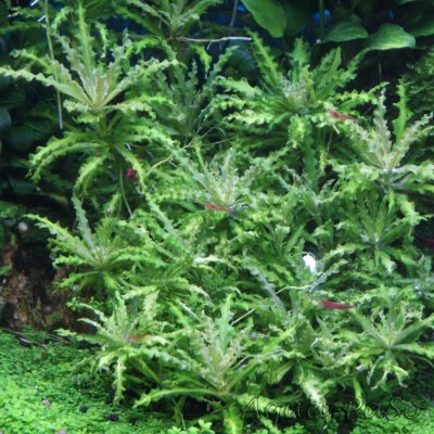 Pogostemon helferi, Daonoi, Downoi, Kleiner Wasserstern,