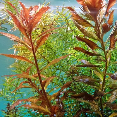 Proserpinaca palustris