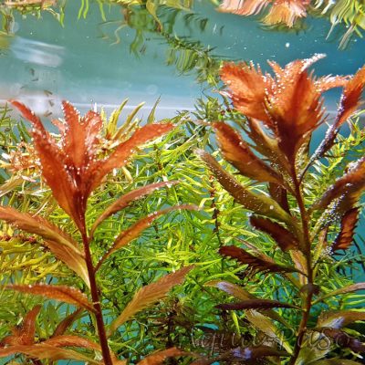 Proserpinaca palustris