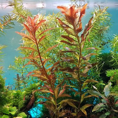 Proserpinaca palustris