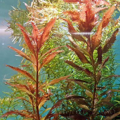 Proserpinaca palustris