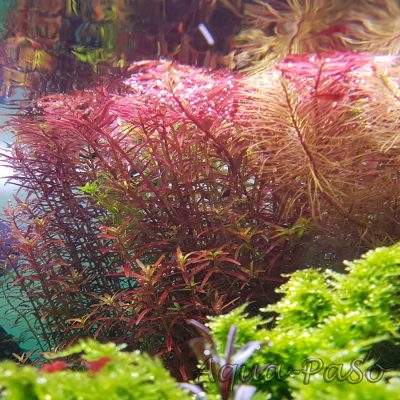 Rotala sp. Colorata, Rotala rotundifolia Colorata
