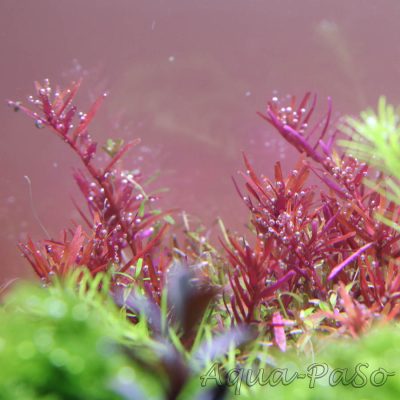 Rotala sp. Colorata, Rotala rotundifolia Colorata