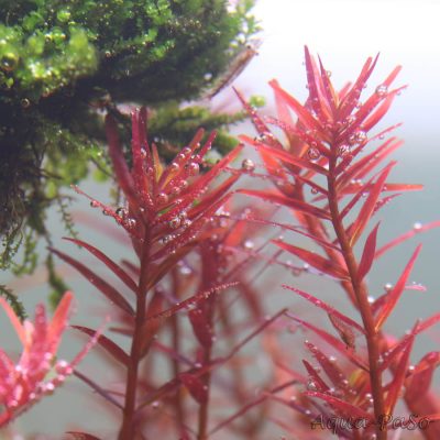 Rotala sp. Colorata, Rotala rotundifolia Colorata