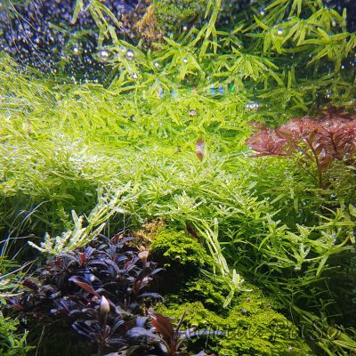 Rotala green, grüne Rotala, Rotala sp. Green, Rotala rotundifolia green