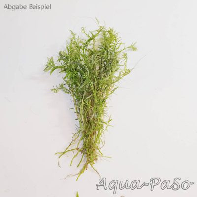 Rotala green, grüne Rotala, Rotala sp. Green, Rotala rotundifolia green