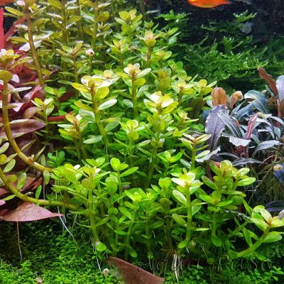 Rotala indica Bonsai, Indische Rotala, Bonsai-Ammannia, Bonsai-Cognacpflanze