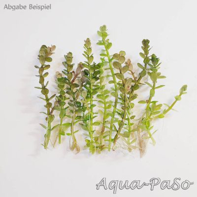 Rotala indica Bonsai, Indische Rotala, Bonsai-Ammannia, Bonsai-Cognacpflanze