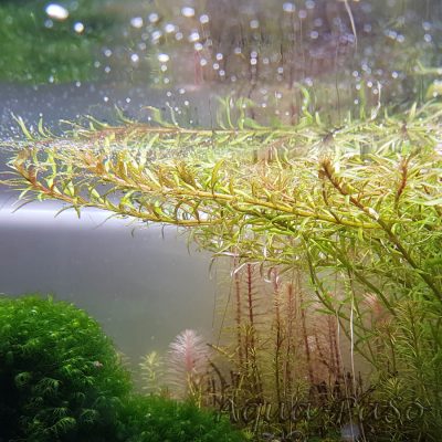 Rotala mexicana Araguaia, Mexikanische Rotala, Rotala pusilla