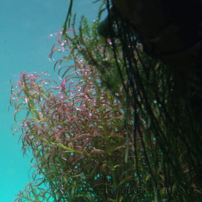 Rotala mexicana Goias