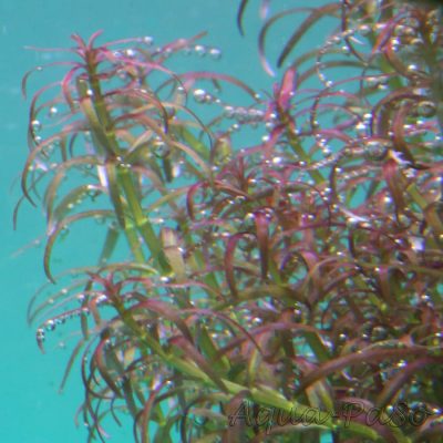 Rotala mexicana Goias